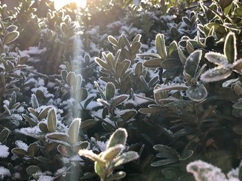 High angle view of succulent plant on field during winter