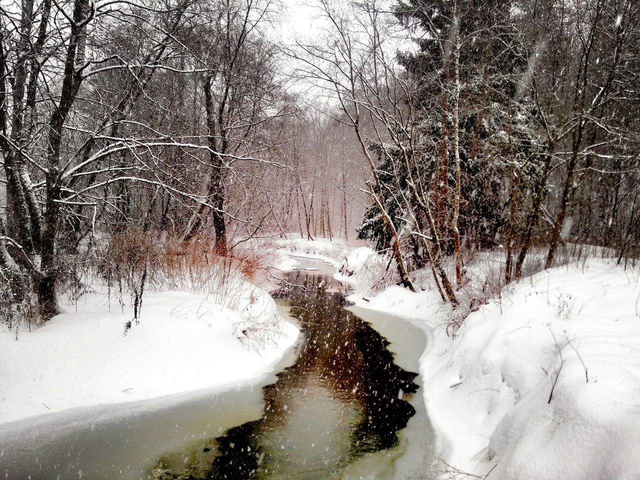 SNOW COVERED LAND AND TREES