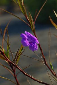 Close-up of purple flowers