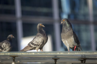 Birds perching on railing