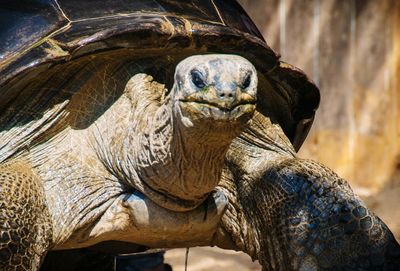 Close-up portrait of tortoise