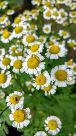 Close-up of daisy flowers