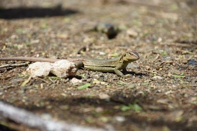 Close-up of lizard on field