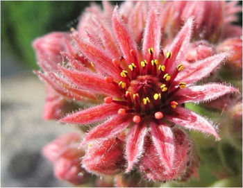 Close-up of pink flower