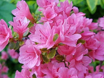 Close-up of pink flowers