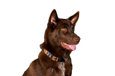 Black dog looking away against white background