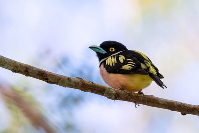 Close-up of bird perching on a branch