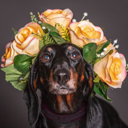 Close-up of dog wearing flowers against gray background