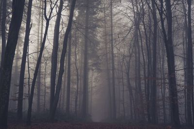 Trees in forest