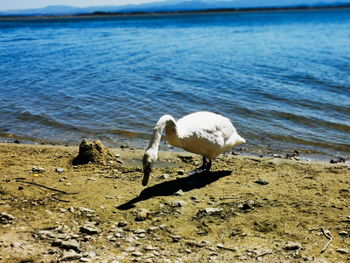 White swan on the beach