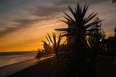 Silhouette palm trees at beach against sky during sunset