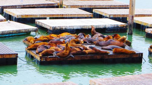 High angle view of seals relaxing on floating platform at harbor