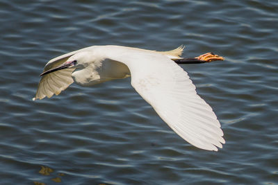 Seagull flying over lake
