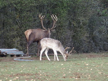 View of an animal on field