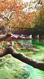 Trees on landscape during autumn