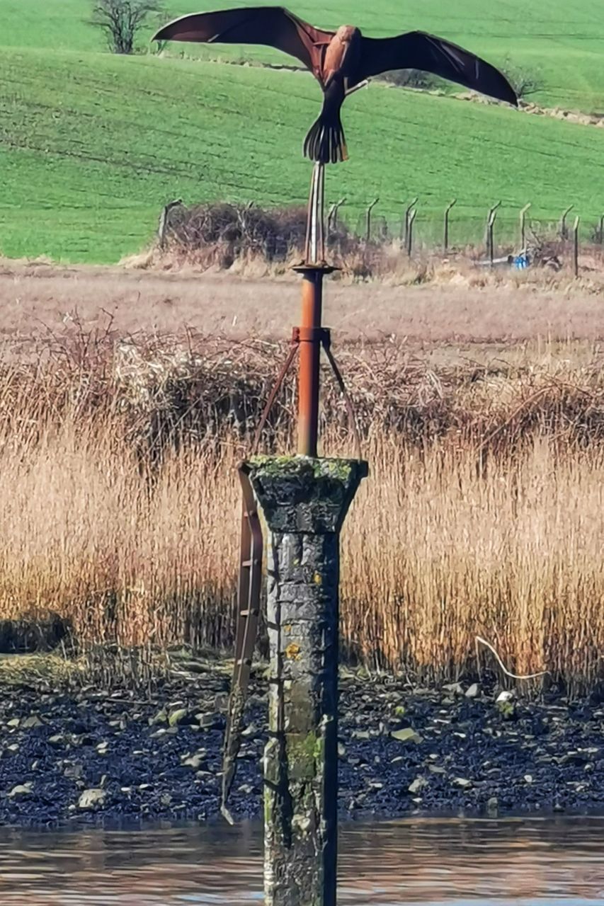 MAN STANDING IN FARM