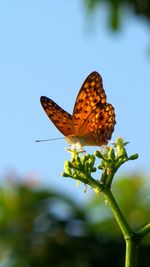 Close-up of butterfly pollinating on flower