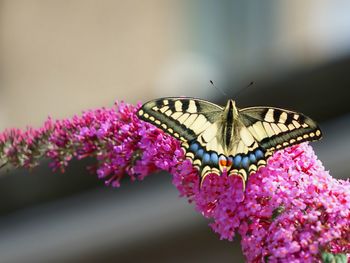 Close-up of butterfly pollinating on pink flower