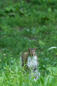 Squirrel on a field