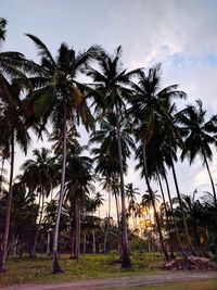 Low angle view of palm trees against sky