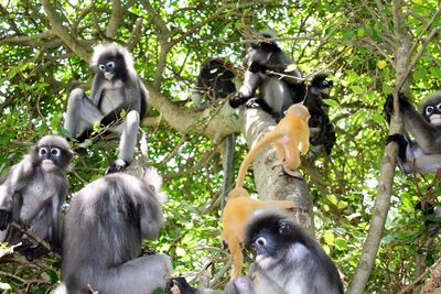 View of monkey sitting on tree in forest