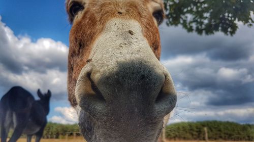 Horse in a field