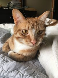 Close-up portrait of cat at home