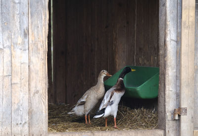 Geese perching in barn