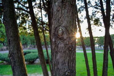 Sun shining through trees in forest