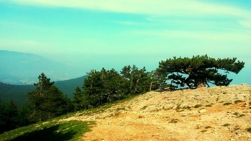 Trees on mountain road against sky