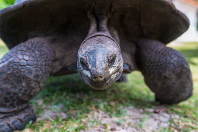 Close-up portrait of a turtle on field