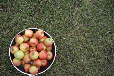 High angle view of apples in pan on grassy field