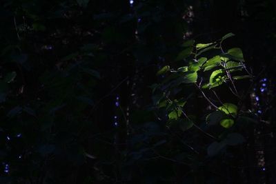 Plants growing in the dark