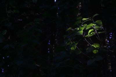 Plants growing in the dark