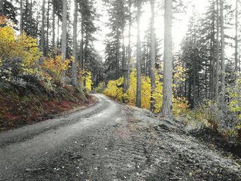 Road passing through forest