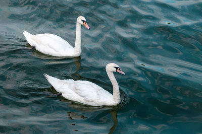 High angle view of swans swimming in lake