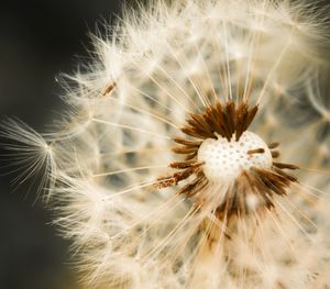 Close-up of dandelion on plant
