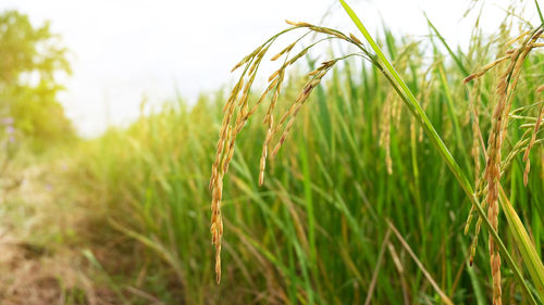 Close-up of stalks in field