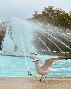 View of seagulls in swimming pool