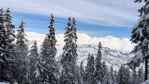 Pine trees on snow covered landscape against sky