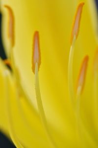 Close-up of fresh yellow flower