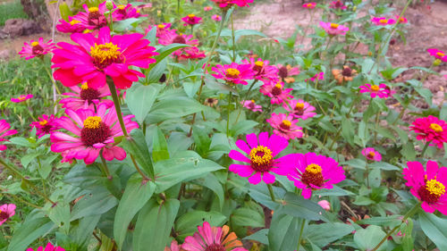 Close-up of pink flowers blooming outdoors