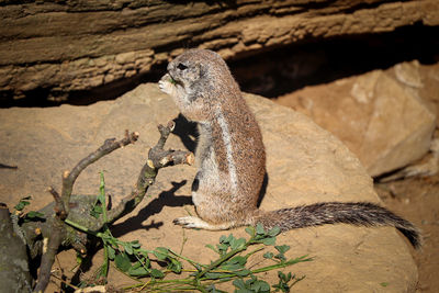 View of lizard on rock