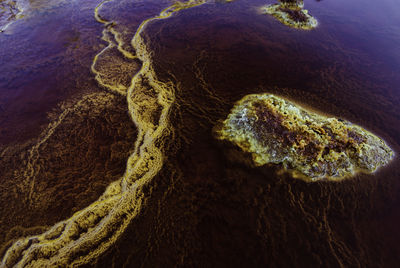 High angle view of coral in sea