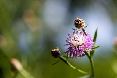 Close-up of insect on purple flower