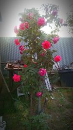 Pink flowers blooming in park