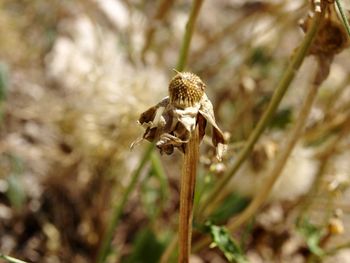 Close-up of wilted plant on field