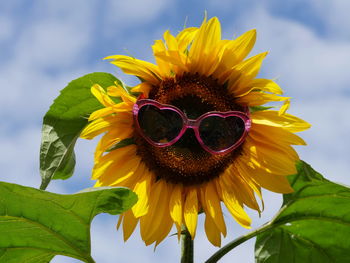 Close-up of sunflower