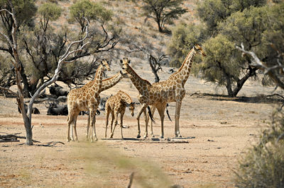 Giraffe walking on field