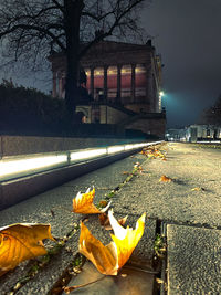 Autumn leaves on street by building at night